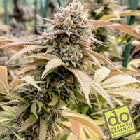 Durango Organics Grandview