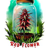 Red Flower Cannabis Cafe