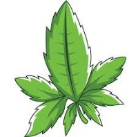 Cannabis Business Experts Nuclear Lettuce in Kincardine ON