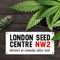 Cannabis Business Experts London Seed Centre in Brent Cross England