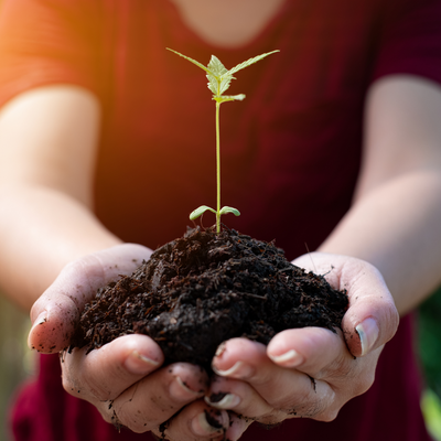 How Plant Nutrient Tea Brewers Boost Cannabis Home Garden Growth